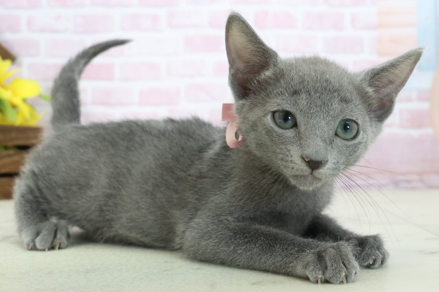 福岡県のロシアンブルー (Coo&RIKUゆめタウン飯塚店/2025年11月6日生まれ/女の子/ブルー)の子猫の2枚目の画像
