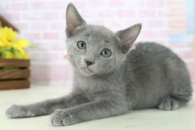 福岡県のロシアンブルー (Coo&RIKUゆめタウン飯塚店/2025年11月6日生まれ/女の子/ブルー)の子猫の3枚目の画像