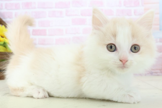 佐賀県のマンチカン (Coo&RIKU佐賀神埼店/2025年11月9日生まれ/男の子/クリームタビーホワイト)の子猫の2枚目の画像