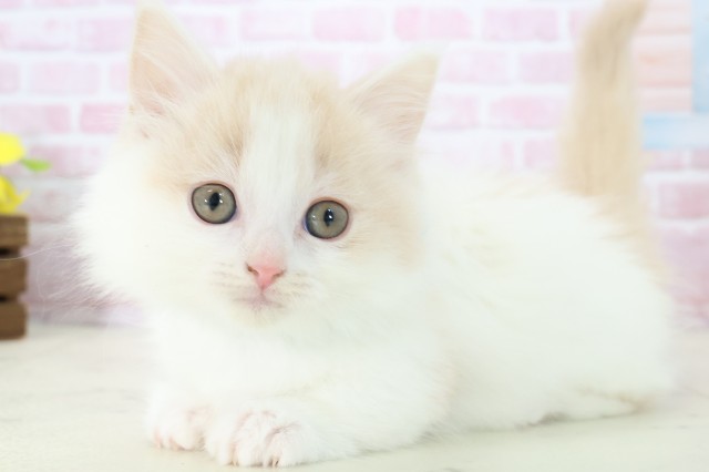 佐賀県のマンチカン (Coo&RIKU佐賀神埼店/2025年11月9日生まれ/男の子/クリームタビーホワイト)の子猫の3枚目の画像