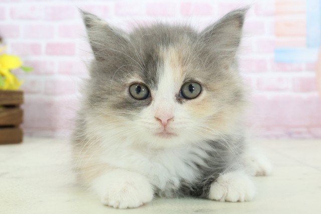 島根県のマンチカン (Coo&RIKU出雲店/2025年11月9日生まれ/女の子/ブルーパッチドタビーホワイト)の子猫の1枚目の画像