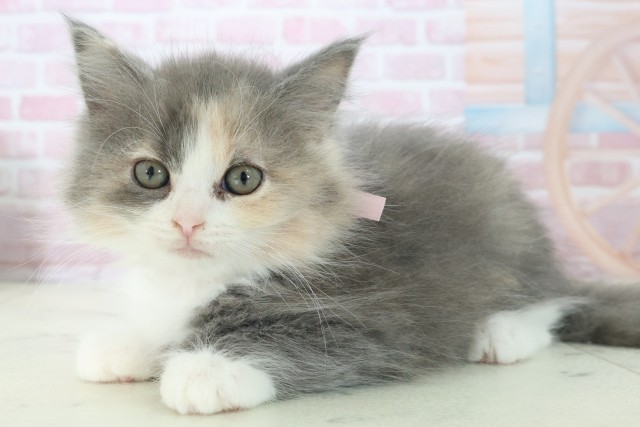 島根県のマンチカン (Coo&RIKU出雲店/2025年11月9日生まれ/女の子/ブルーパッチドタビーホワイト)の子猫の3枚目の画像