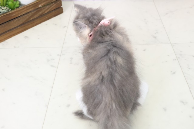 島根県のマンチカン (Coo&RIKU出雲店/2025年11月9日生まれ/女の子/ブルーパッチドタビーホワイト)の子猫の4枚目の画像