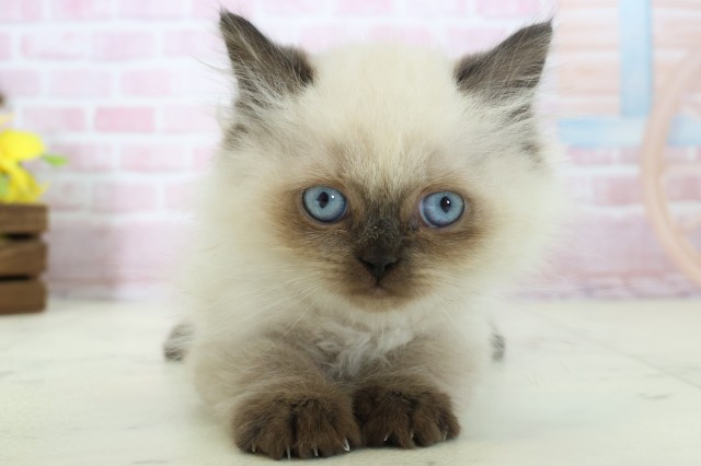 佐賀県のヒマラヤン (Coo&RIKU佐賀神埼店/2025年11月5日生まれ/男の子/シールポイント)の子猫の1枚目の画像
