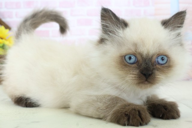 佐賀県のヒマラヤン (Coo&RIKU佐賀神埼店/2025年11月5日生まれ/男の子/シールポイント)の子猫の2枚目の画像