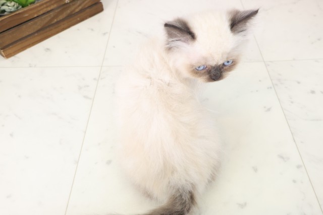 佐賀県のヒマラヤン (Coo&RIKU佐賀神埼店/2025年11月5日生まれ/男の子/シールポイント)の子猫の4枚目の画像