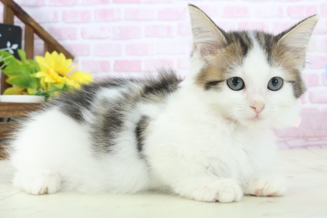 福岡県のサイベリアン (Coo&RIKU久留米店/2025年10月12日生まれ/女の子/ブラウンタビーホワイト)の子猫の2枚目の画像