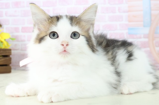 福岡県のサイベリアン (Coo&RIKU久留米店/2025年10月12日生まれ/女の子/ブラウンタビーホワイト)の子猫の3枚目の画像