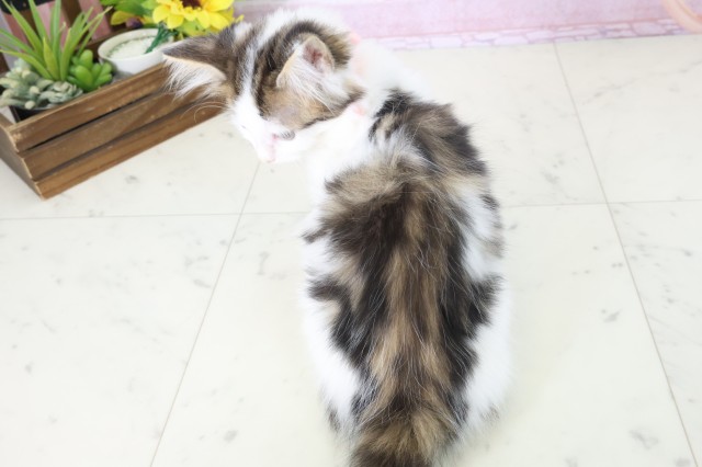 福岡県のサイベリアン (Coo&RIKU久留米店/2025年10月12日生まれ/女の子/ブラウンタビーホワイト)の子猫の4枚目の画像