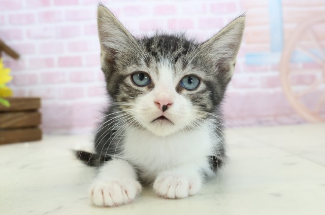 愛媛県のマンチカン (Coo&RIKU愛媛松山店/2025年11月9日生まれ/男の子/ブラウンタビーホワイト)の子猫の1枚目の画像