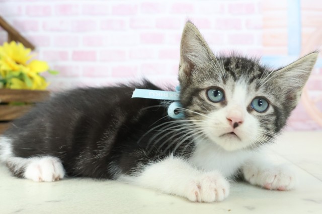 愛媛県のマンチカン (Coo&RIKU愛媛松山店/2025年11月9日生まれ/男の子/ブラウンタビーホワイト)の子猫の2枚目の画像