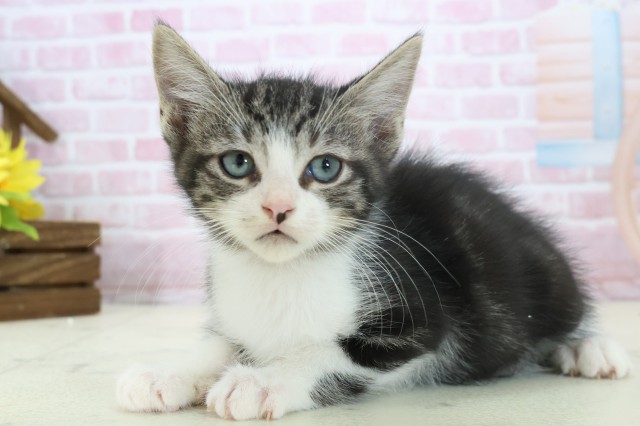 愛媛県のマンチカン (Coo&RIKU愛媛松山店/2025年11月9日生まれ/男の子/ブラウンタビーホワイト)の子猫の3枚目の画像