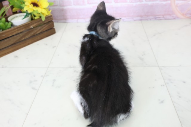 愛媛県のマンチカン (Coo&RIKU愛媛松山店/2025年11月9日生まれ/男の子/ブラウンタビーホワイト)の子猫の4枚目の画像