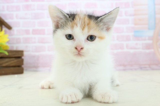 ペットショップCoo＆RIKU | マンチカン