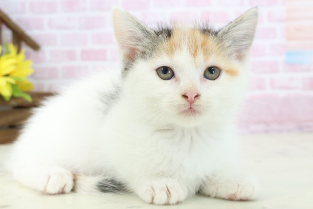 山口県のマンチカン (Coo&RIKUシーモール下関店/2025年11月9日生まれ/女の子/トービーホワイト)の子猫の2枚目の画像