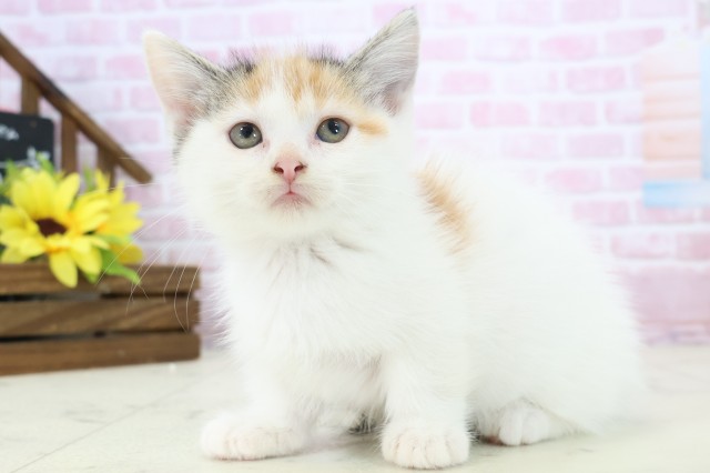 山口県のマンチカン (Coo&RIKUシーモール下関店/2025年11月9日生まれ/女の子/トービーホワイト)の子猫の3枚目の画像