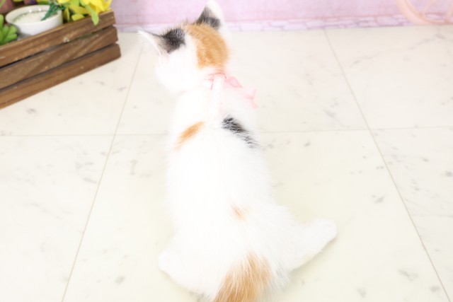 山口県のマンチカン (Coo&RIKUシーモール下関店/2025年11月9日生まれ/女の子/トービーホワイト)の子猫の4枚目の画像