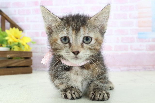 高知県のマンチカン (Coo&RIKU高知御座店/2025年11月9日生まれ/女の子/ブラウンパッチドタビーホワイト)の子猫の1枚目の画像