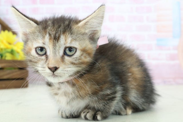 高知県のマンチカン (Coo&RIKU高知御座店/2025年11月9日生まれ/女の子/ブラウンパッチドタビーホワイト)の子猫の3枚目の画像