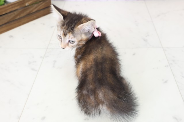 高知県のマンチカン (Coo&RIKU高知御座店/2025年11月9日生まれ/女の子/ブラウンパッチドタビーホワイト)の子猫の4枚目の画像