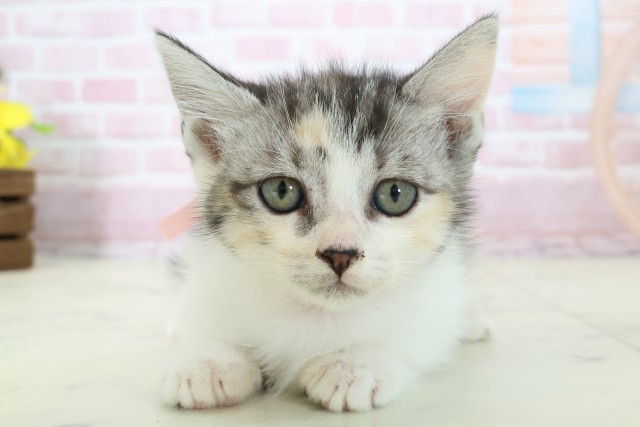 福岡県のマンチカン (Coo&RIKU筑後店/2025年11月9日生まれ/女の子/ブラウンパッチドタビーホワイト)の子猫の1枚目の画像