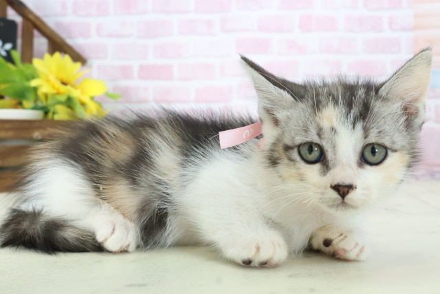 福岡県のマンチカン (Coo&RIKU筑後店/2025年11月9日生まれ/女の子/ブラウンパッチドタビーホワイト)の子猫の2枚目の画像