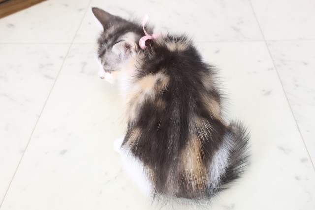 福岡県のマンチカン (Coo&RIKU筑後店/2025年11月9日生まれ/女の子/ブラウンパッチドタビーホワイト)の子猫の4枚目の画像