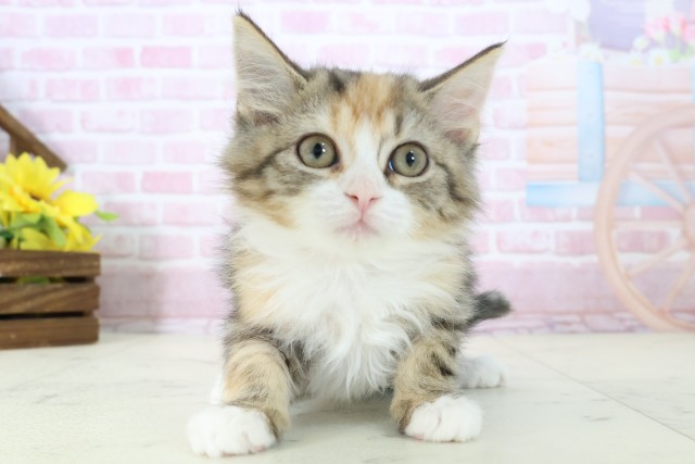 広島県のサイベリアン (Coo&RIKU福山店/2025年9月26日生まれ/女の子/ブラウンパッチドタビーホワイト)の子猫の1枚目の画像