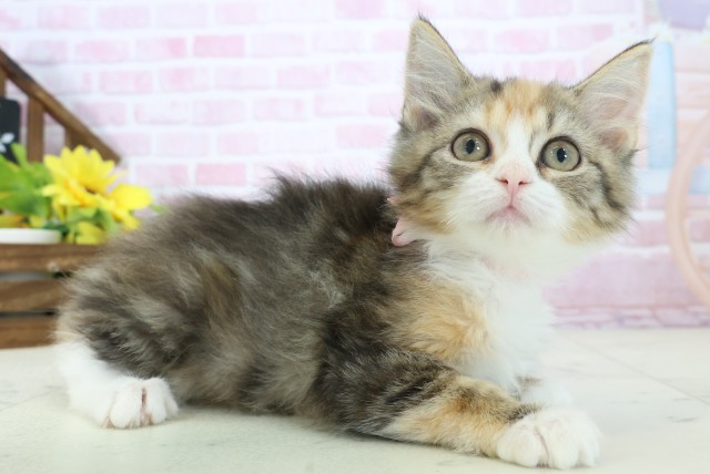 広島県のサイベリアン (Coo&RIKU福山店/2025年9月26日生まれ/女の子/ブラウンパッチドタビーホワイト)の子猫の2枚目の画像