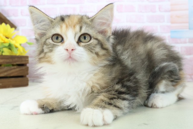 広島県のサイベリアン (Coo&RIKU福山店/2025年9月26日生まれ/女の子/ブラウンパッチドタビーホワイト)の子猫の3枚目の画像