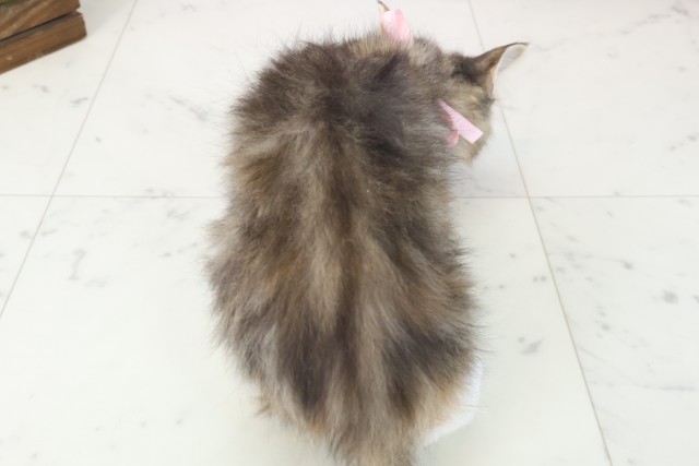 広島県のサイベリアン (Coo&RIKU福山店/2025年9月26日生まれ/女の子/ブラウンパッチドタビーホワイト)の子猫の4枚目の画像