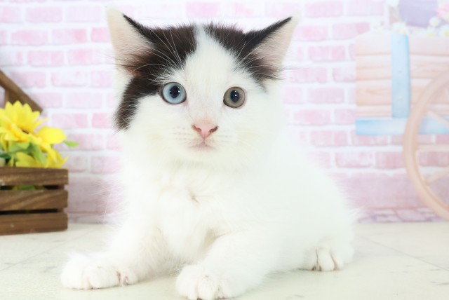 広島県のラガマフィン (Coo&RIKU東広島店/2025年11月12日生まれ/男の子/ブラックホワイト)の子猫の3枚目の画像