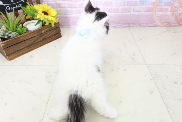 広島県のラガマフィン (Coo&RIKU東広島店/2025年11月12日生まれ/男の子/ブラックホワイト)の子猫の4枚目の画像
