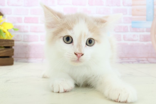 熊本県のラガマフィン (Coo&RIKUカリーノ菊陽店/2025年11月12日生まれ/男の子/クリームホワイト)の子猫の1枚目の画像