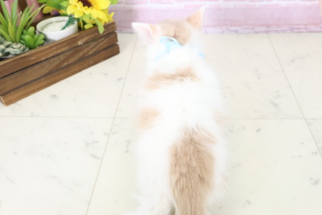 熊本県のラガマフィン (Coo&RIKUカリーノ菊陽店/2025年11月12日生まれ/男の子/クリームホワイト)の子猫の4枚目の画像