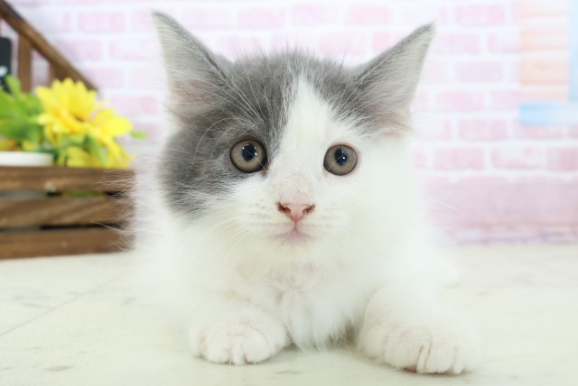 福岡県のラガマフィン (Coo&RIKU小倉店/2025年11月12日生まれ/女の子/ブルーホワイト)の子猫の1枚目の画像