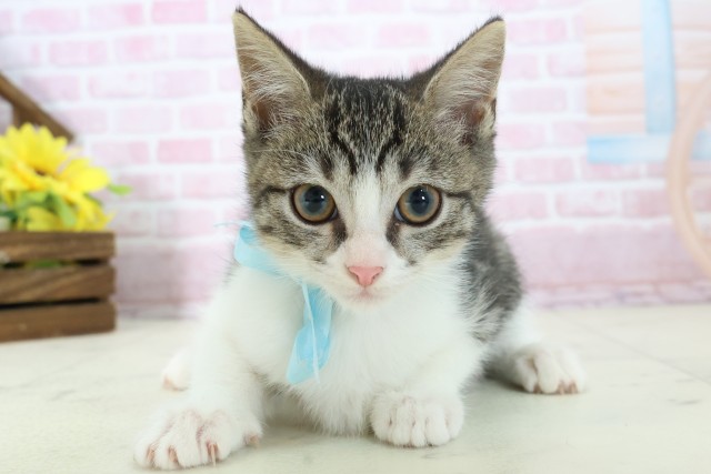 福岡県のマンチカン (Coo&RIKU福岡西店/2025年10月20日生まれ/男の子/ブラウンタビーホワイト)の子猫の1枚目の画像