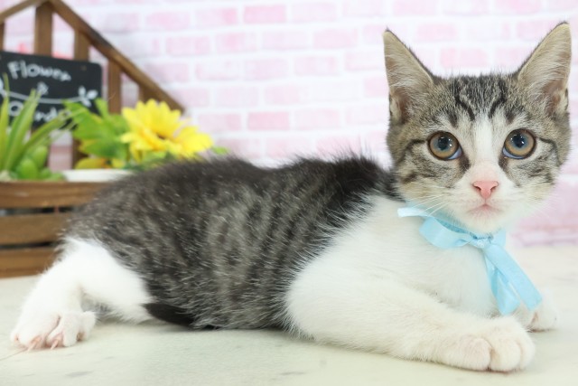 福岡県のマンチカン (Coo&RIKU福岡西店/2025年10月20日生まれ/男の子/ブラウンタビーホワイト)の子猫の2枚目の画像