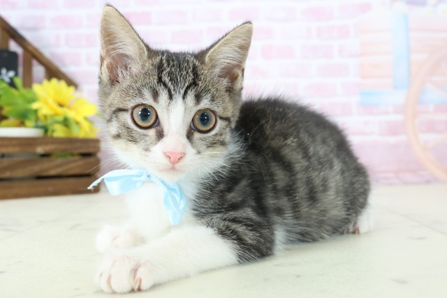 福岡県のマンチカン (Coo&RIKU福岡西店/2025年10月20日生まれ/男の子/ブラウンタビーホワイト)の子猫の3枚目の画像