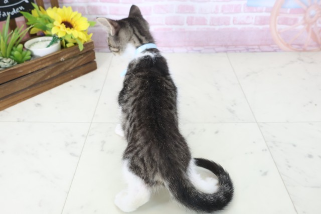 福岡県のマンチカン (Coo&RIKU福岡西店/2025年10月20日生まれ/男の子/ブラウンタビーホワイト)の子猫の4枚目の画像