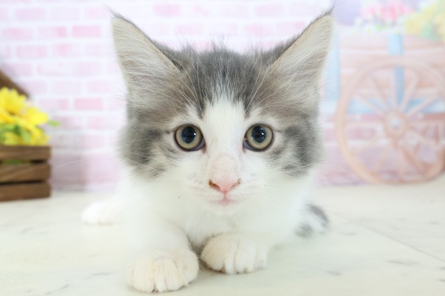 広島県のノルウェージャンフォレストキャット (Coo&RIKUゆめタウン大竹店/2025年11月5日生まれ/男の子/ブルータビーホワイト)の子猫の1枚目の画像
