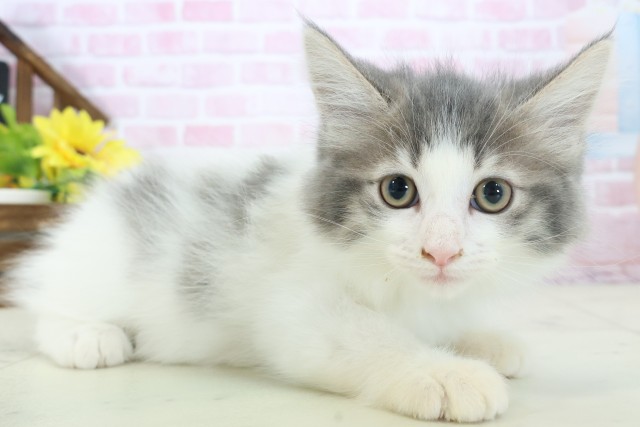 広島県のノルウェージャンフォレストキャット (Coo&RIKUゆめタウン大竹店/2025年11月5日生まれ/男の子/ブルータビーホワイト)の子猫の2枚目の画像