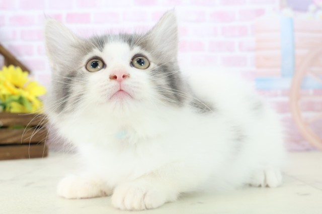 広島県のノルウェージャンフォレストキャット (Coo&RIKUゆめタウン大竹店/2025年11月5日生まれ/男の子/ブルータビーホワイト)の子猫の3枚目の画像