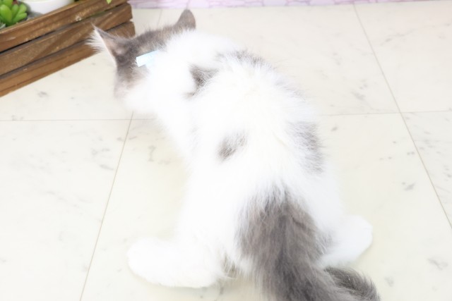 広島県のノルウェージャンフォレストキャット (Coo&RIKUゆめタウン大竹店/2025年11月5日生まれ/男の子/ブルータビーホワイト)の子猫の4枚目の画像