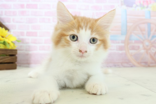 福岡県のノルウェージャンフォレストキャット (Coo&RIKU小倉店/2025年11月5日生まれ/男の子/レッドタビーホワイト)の子猫の1枚目の画像