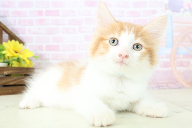 福岡県のノルウェージャンフォレストキャット (Coo&RIKU小倉店/2025年11月5日生まれ/男の子/レッドタビーホワイト)の子猫の2枚目の画像