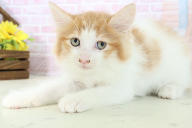 福岡県のノルウェージャンフォレストキャット (Coo&RIKU小倉店/2025年11月5日生まれ/男の子/レッドタビーホワイト)の子猫の3枚目の画像