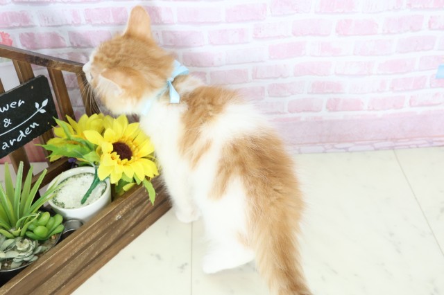 福岡県のノルウェージャンフォレストキャット (Coo&RIKU小倉店/2025年11月5日生まれ/男の子/レッドタビーホワイト)の子猫の4枚目の画像