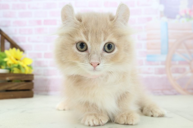 佐賀県のキンカロー (Coo&RIKU佐賀神埼店/2025年10月10日生まれ/女の子/クリームタビー)の子猫の1枚目の画像