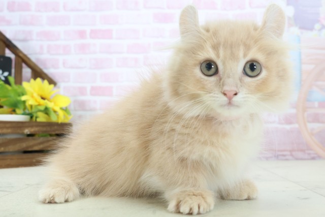 佐賀県のキンカロー (Coo&RIKU佐賀神埼店/2025年10月10日生まれ/女の子/クリームタビー)の子猫の2枚目の画像